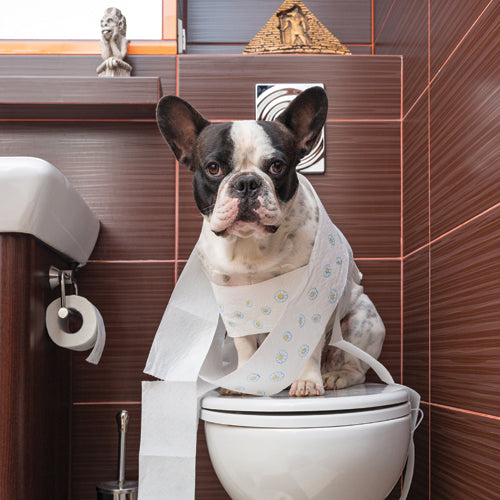 How Do I clean my PupGo dog and cat toilet