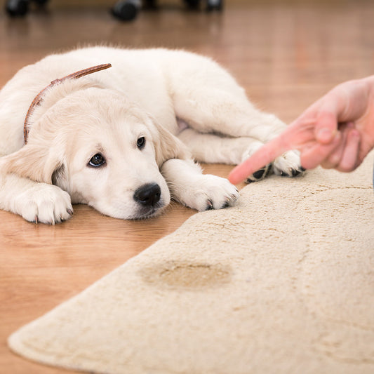 How to avoid dog toileting accidents in the house